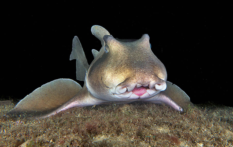 La bouche d'Heterodontus galeatus a sa lèvre supérieure bordée de lobes cutanés. Les dents sont nombreuses et de formes variées, comme l'indique le nom scientifique.