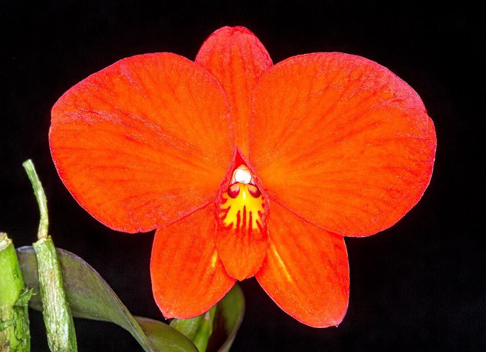 Il fiore di Cattleya coccinea, non profumato, è largo 5-6 cm.