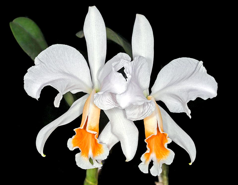 Cattleya percivaliana ‘Graue’.