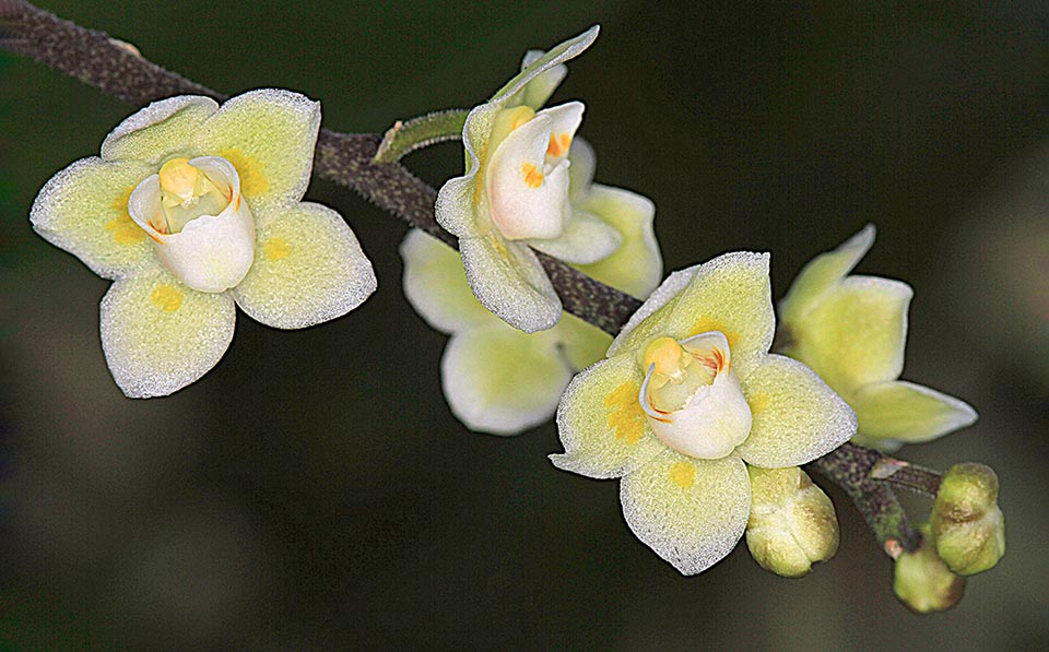 Cultivated form of Chiloschista segawae.