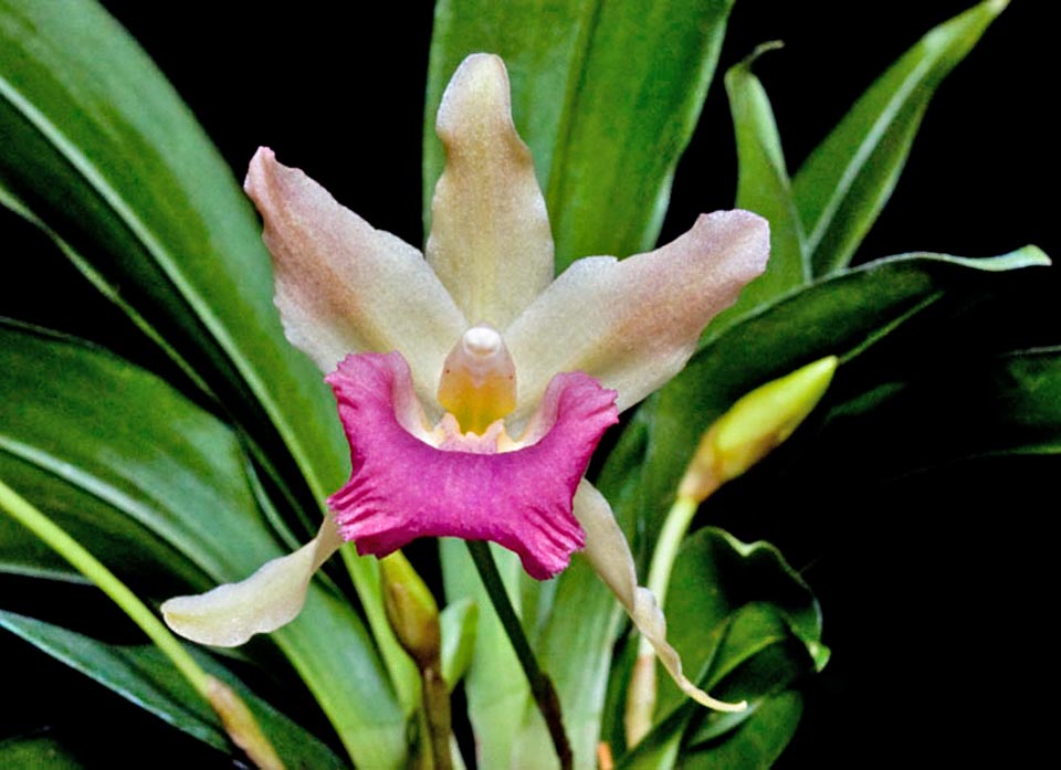 Leprechaun est l'hybride de Warczewiczella discolor × Kefersteinia tolimensis