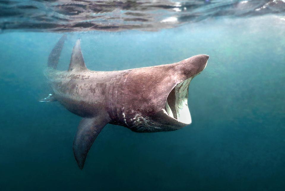 After Whale shark (Rhincodon typus), the harmless Basking shark (Cetorhinus maximus) is the biggest extant fish, only member of Cetorhinidae family of Chondrichthyes.