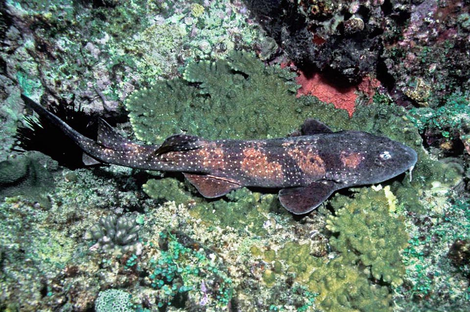 Long de moins d'un mètre (plutôt 60 cm), le Requin aveugle des roches (Brachaelurus waddi) a deux nageoires dorsales rapprochées et ne possède pas d'épines.