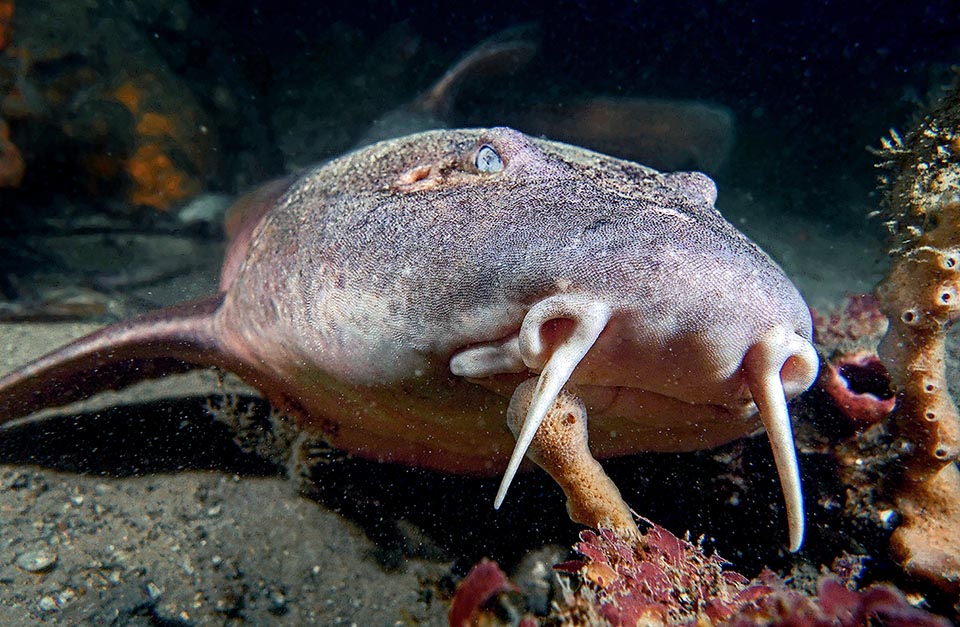 Il n'est pas du tout aveugle, en dépit de son nom, et se caractérise par deux barbillons, des sillons autour des narines et de grandes spiracles.