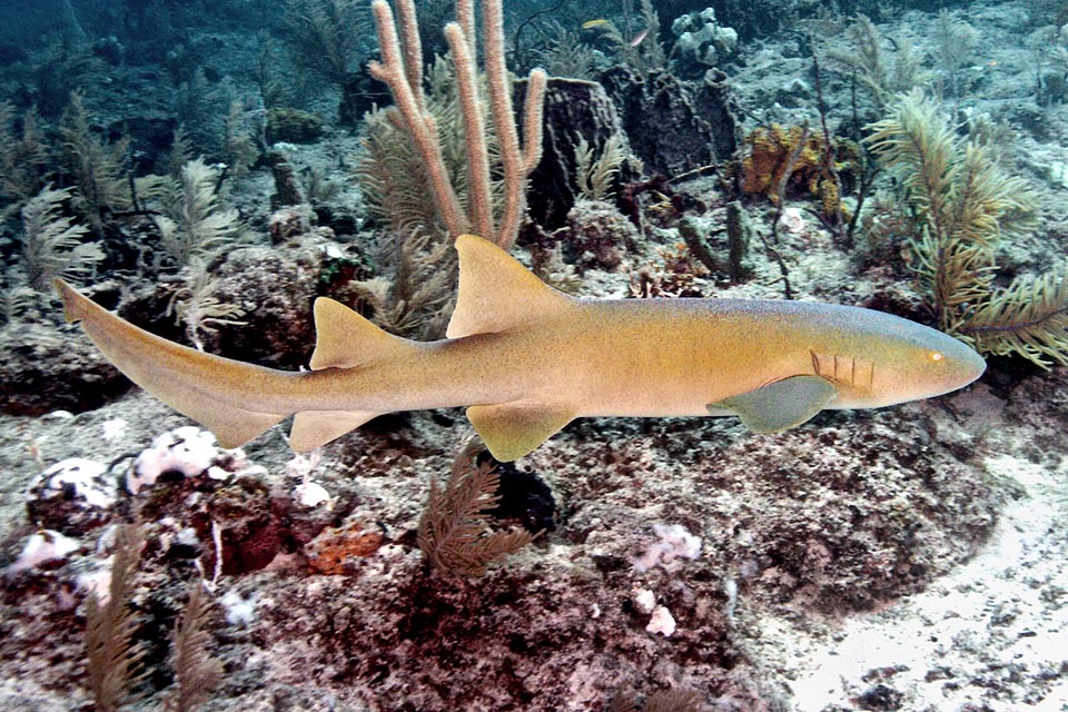 Frequent in the western waters of the Atlantic Ocean, the Nurse shark (Ginglymostoma cirratum) reaches 4 m of length.