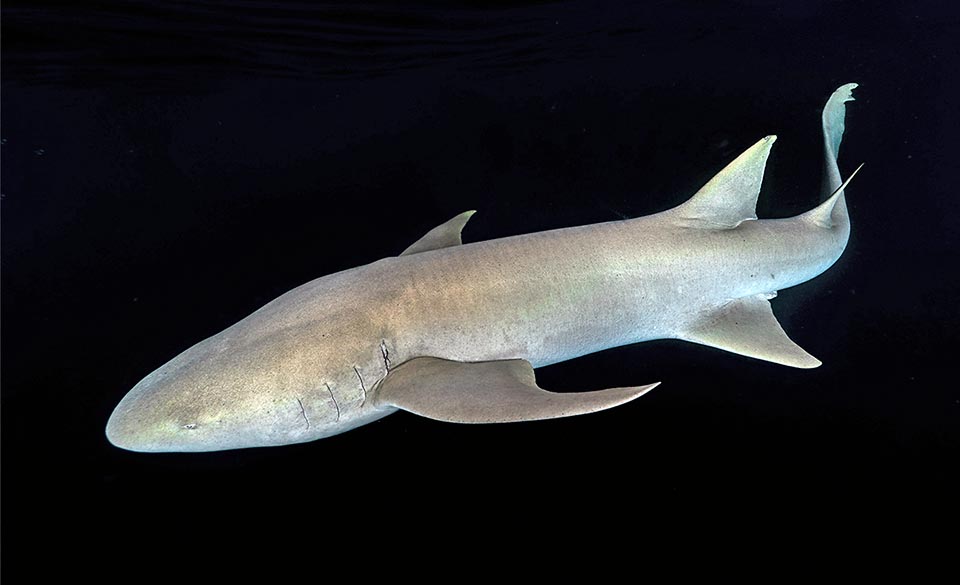 Le Requin-nourrice fauve (Nebrius ferrugineus) des eaux côtières tropicales des océans Indien et Pacifique a un corps plus élancé et mesure environ 3 m.