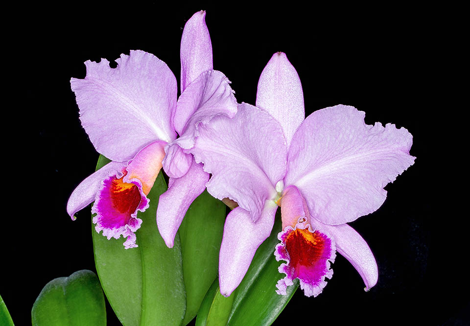 Cattleya percivaliana ‘Summit’ a remporté 7 prix.