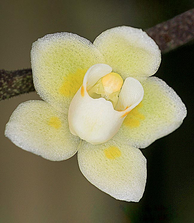 Chiloschista segawae is a miniature orchid with perfect flower.