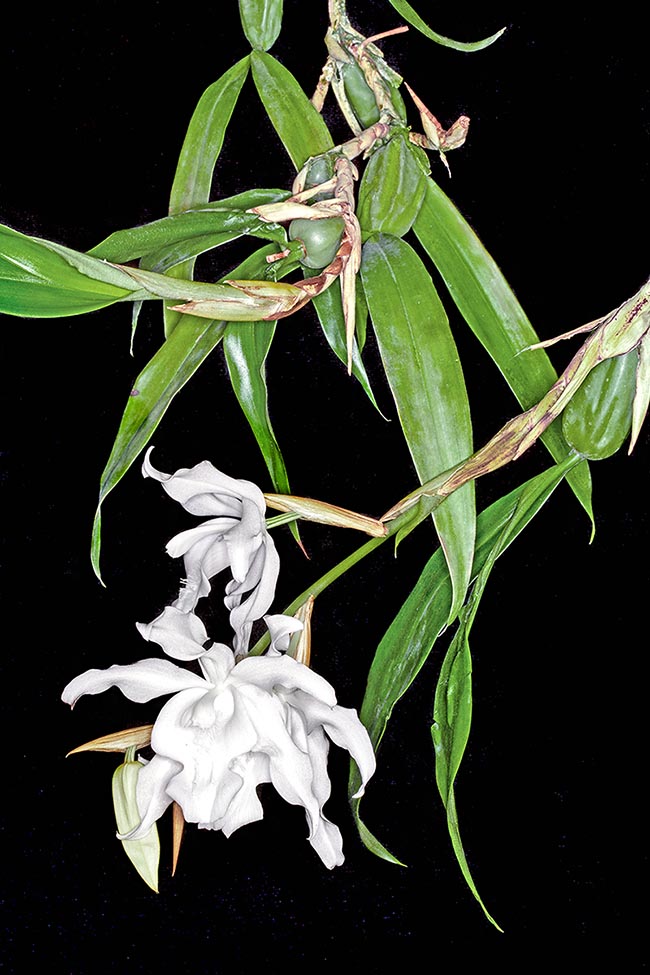 Coelogyne cristata alba.