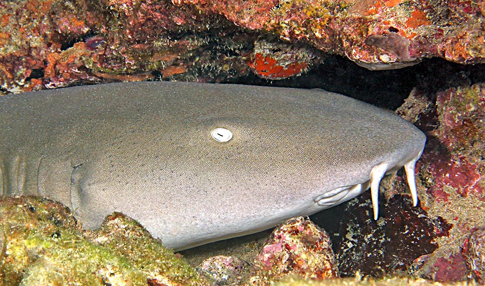 También presente en el Mediterráneo, tiene un par de barbillas encima de la boca que facilitan la búsqueda de los invertebrados de los que se alimenta.