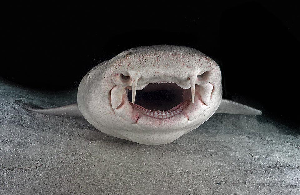 Les Ginglymostomatidae aspirent souvent leurs proies. Ici clairement visible, la bouche de ce sujet reposant sur le fond est placée sur la face ventrale. On distingue sur la mâchoire supérieure deux narines arrondies flanquées de nets barbillons. Par rangées, les dents happent poulpes, autres invertébrés et petits poissons.