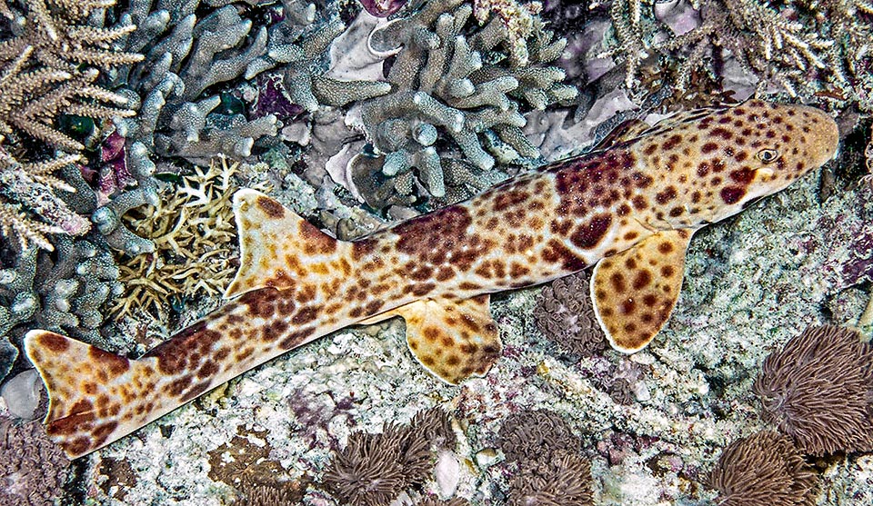 Gli squali bambù sono Chondrichthyes della famiglia Hemiscylliidae. Hanno il muso corto ed un corpo esile e affusolato. Qui Hemiscyllium freycineti della Nuova Guinea.