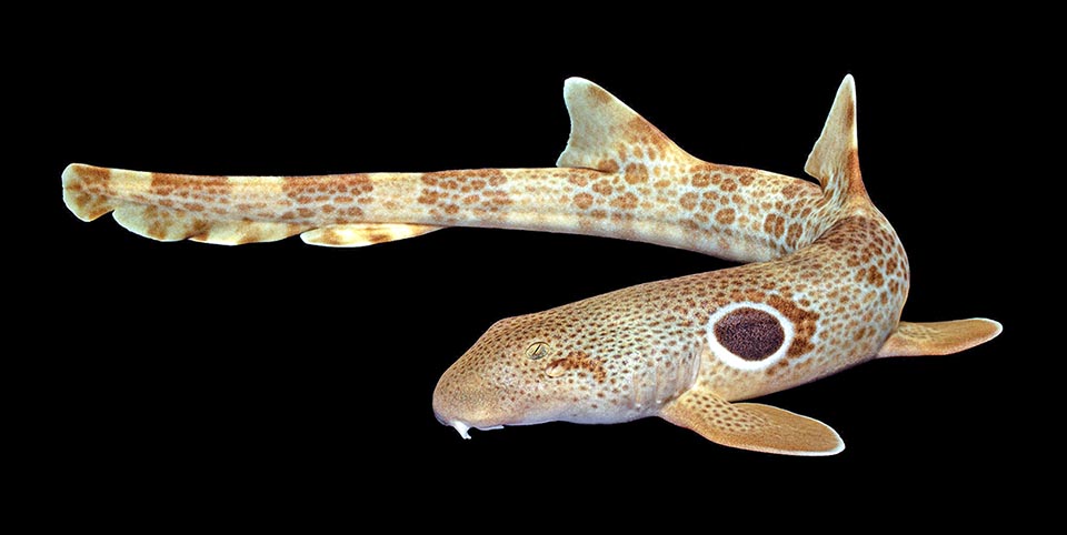 El vistoso Tiburón bambú moteado (Hemiscyllium trispeculare) vive principalmente en las aguas tropicales del Pacífico occidental.