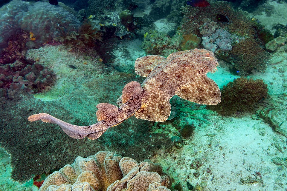 Le voici en train de nager. On trouve ce poisson d'environ un mètre de long dans les eaux occidentales de l'océan Pacifique tropical.