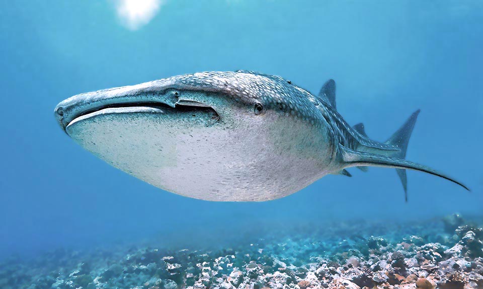 Incredibile a dirsi ma anche il gigantesco Squalo balena (Rhincodon typus) è un Chondrichthyes che fa parte dell’ordine Orectolobiformes, e quindi degli squali tappeto.