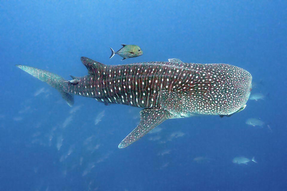 Con casi 20 m de longitud, es el pez más grande existente en la actualidad, presente en mares tropicales y templados cálidos de todo el mundo.