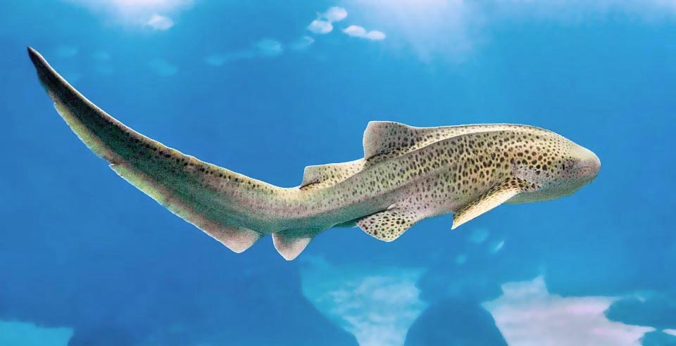 La queue du requin zèbre (Stegostoma fasciatum) est presque aussi longue que le corps. C’est le seul membre de la famille des Stegostomatidae.