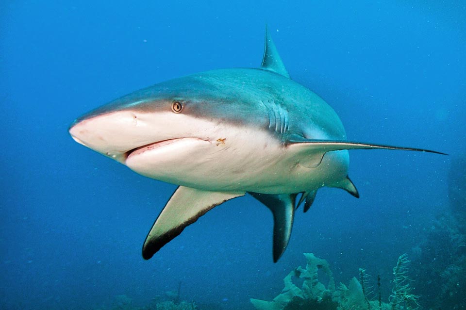 I Selachimorpha sono Chondrichthyes noti come Pescecani o Squali, hanno il corpo affusolato ed il muso appuntito come questo Carcharhinus perezii.