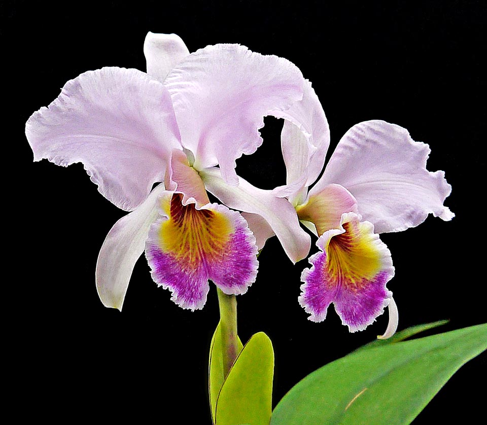 Cattleya percivaliana hybride.