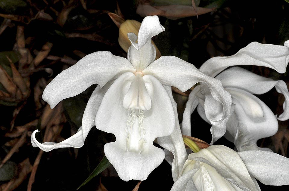 Coelogyne cristata forma hololeuca