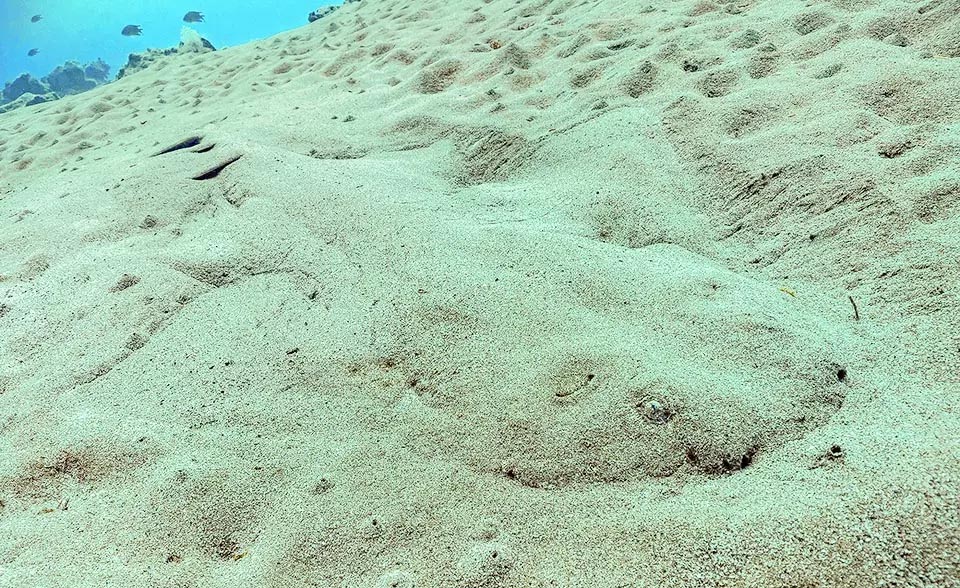 Quando questa specie si ricopre di sabbia è praticamente invisibile, ma pronta saltare sulle prede a qualunque ora del giorno.