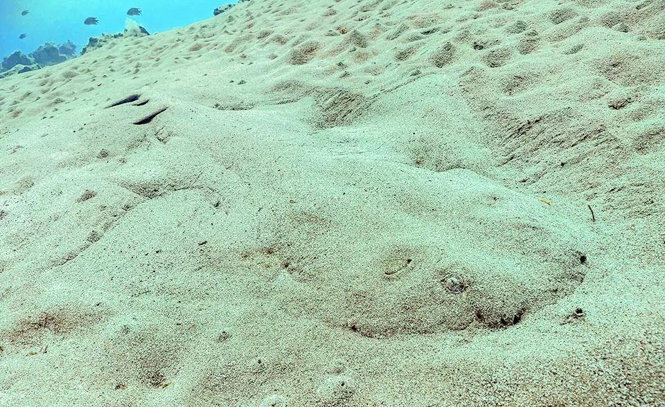 When this Chondrichthyes is covered with sand it gets practically invisible, but redy to jump on the preys at any time of the day.