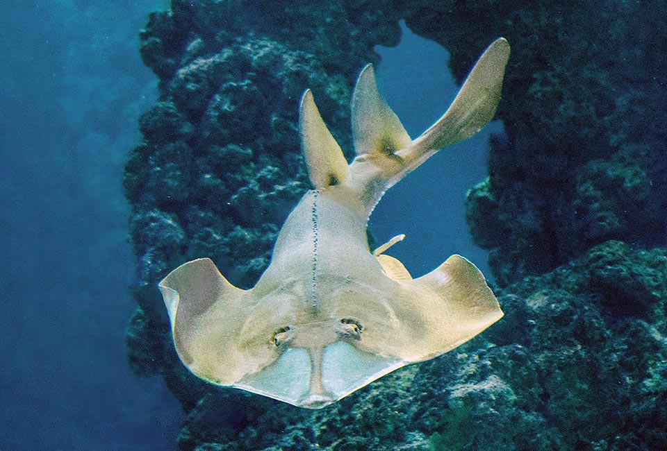 The superorder Batoidea of Chondrichthyes groups cartilaginous fishes with flat body and spread pectoral fins usually united at the head thus forming a typical disc.