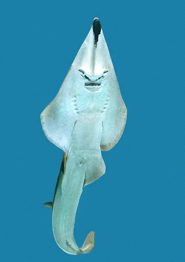 It's the case of the guitarfishes, like this Glaucostegus typus, with the disc typically sharp.