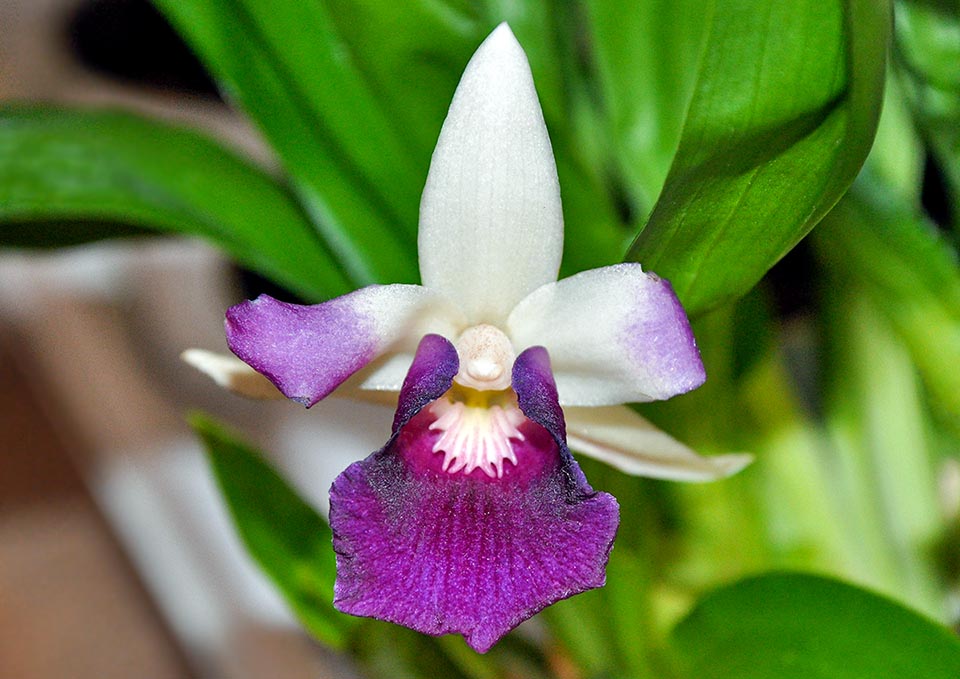 Híbrido primario obtenido por cruce de Warczewiczella discolor × wailesiana.