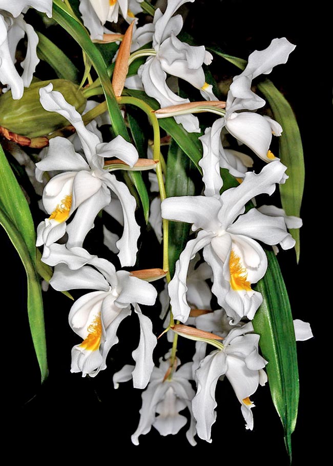 Coelogyne cristata 'The Queen' 