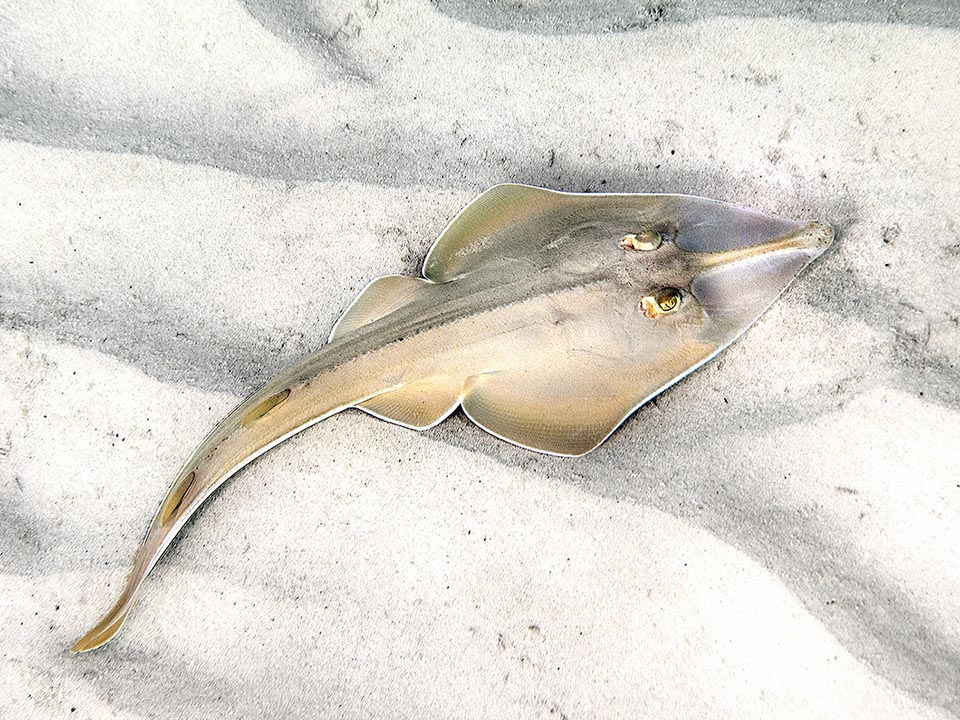 El Pez Violín (Rhinobatos rhinobatos), también conocido como Pez Guitarra Común, frecuenta los fondos poco profundos, arenosos o fangosos del Mediterráneo y del Atlántico oriental.