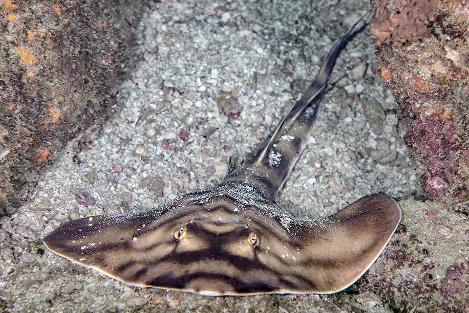 Even if not all scholars are in agreement, we place here the Banded guitarfish (Zapteryx exasperata) together with the violinfishes and the sawfishes in the Rhinopristiformes order.