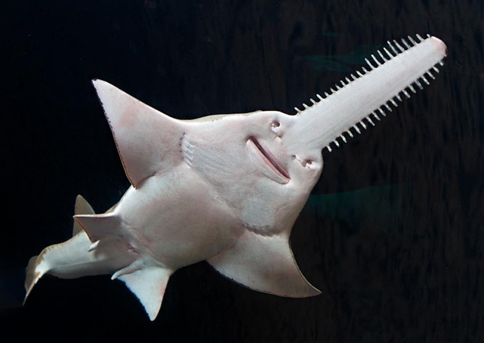 To the genus Pristis belong 8 species of Chondrichthyes, commonly known as Sawfishes, distributed in 2 genera.