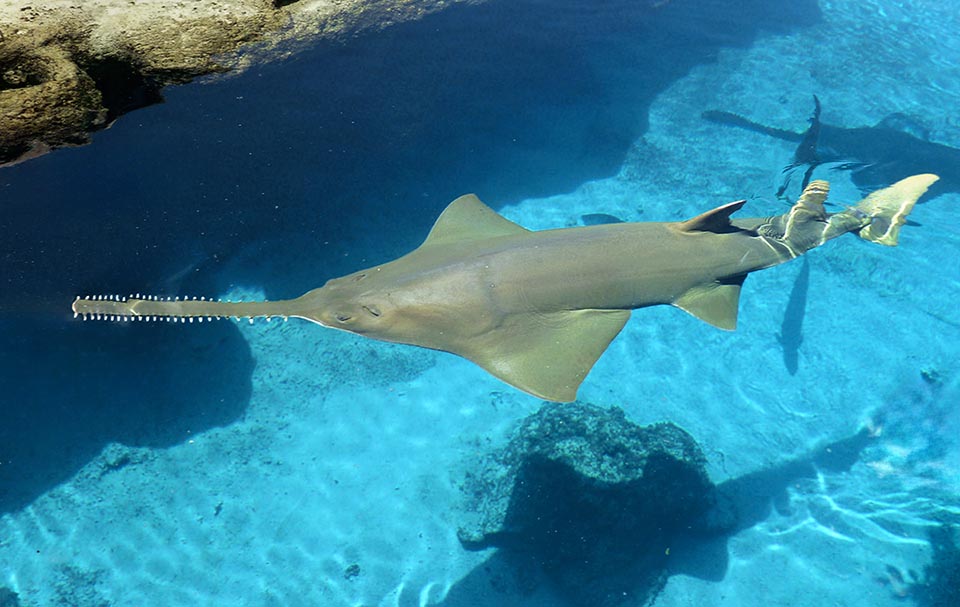 Smalltooth sawfish (Pristis pectinata) lives in the tropical and subtropical zones of the Atlantic. Especially when young, it frequents the brackish waters sometimes even going up freshwater streams.