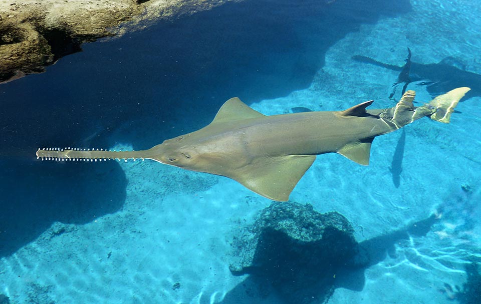 Le Poisson-scie trident (Pristis pectinata) vit dans les zones tropicales et subtropicales de l'Atlantique. Jeune, il fréquente aussi les eaux saumâtres et remonte les cours d'eau.