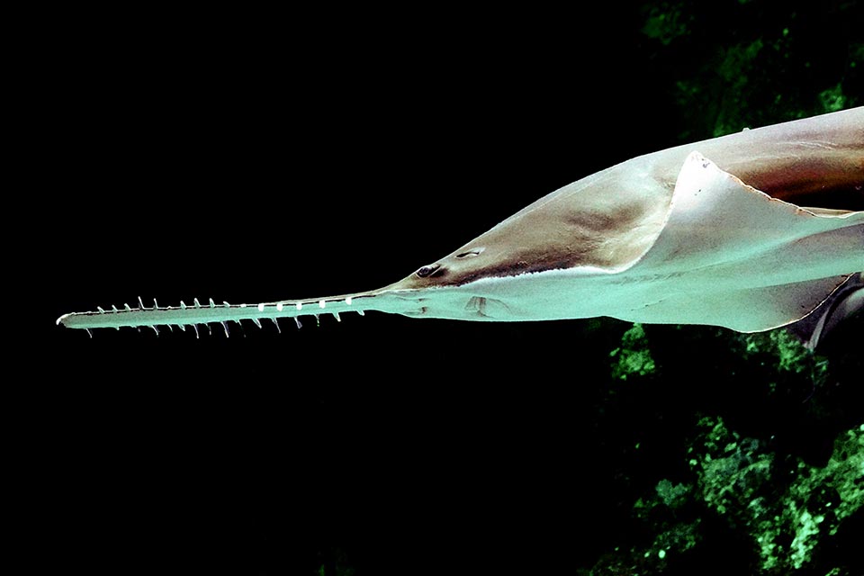 Noto come Pesce sega dai denti grandi, vive nell’Indopacifico, dall'Africa orientale alla Nuova Guinea. A nord raggiunge le Filippine e il Vietnam, a sud le coste australiane.