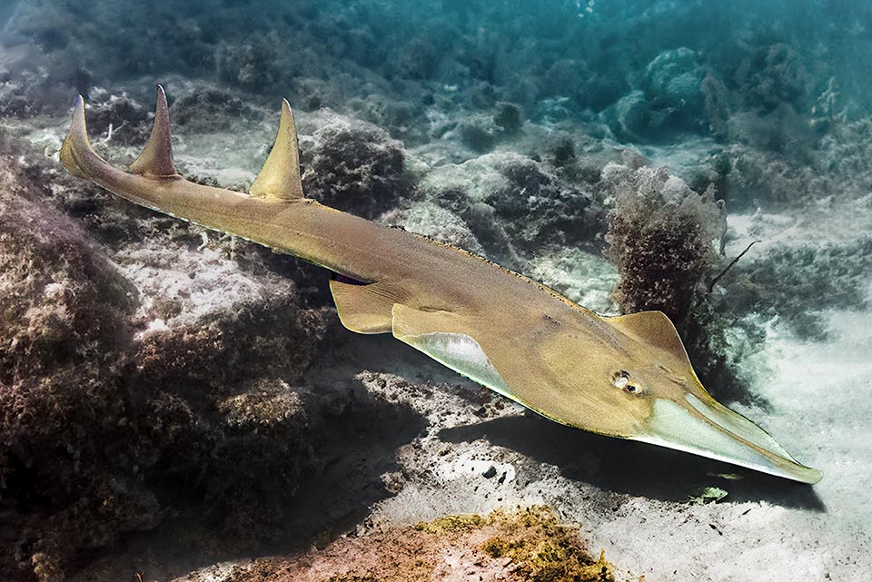 il Pesce chitarra gigante (Glaucostegus typus) raggiunge i 2,7 m di lunghezza. Presente nelle acque tropicali dell’Indo-Pacifico occidentale, risale spesso gli estuari.