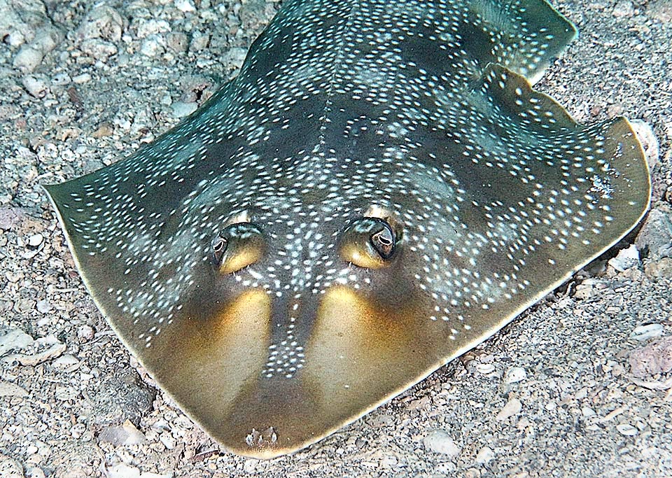 El inconfundible Pez guitarra moteado (Pseudobatos lentiginosus), con una longitud media de 70 cm, se encuentra entre los más pequeños de la familia Rhinobatidae.