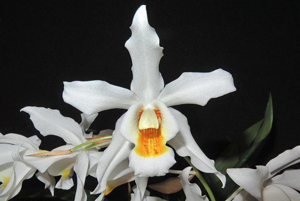 Coelogyne Linda Buckley est née du croisement entre Coelogyne mooreana et Coelogyne cristata.