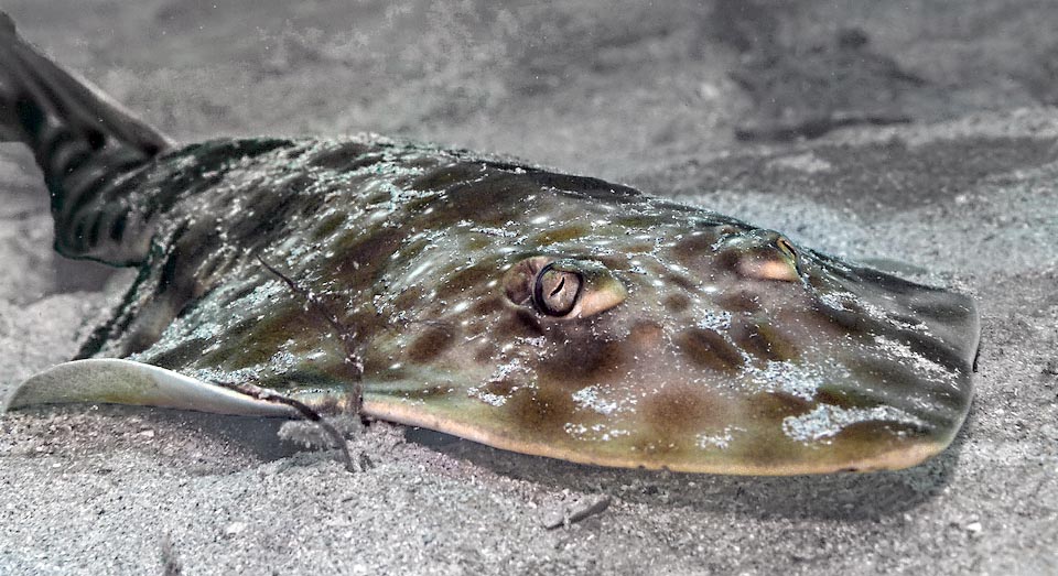 Pseudobatos percellens, conocido como pez guitarra Chola, vive en el Atlántico, desde el Caribe hasta Brasil y en las aguas tropicales de África occidental.