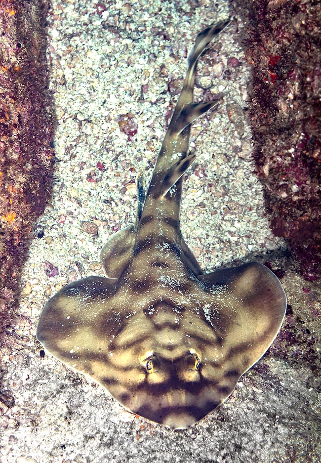 The Banded guitarfish (Zapteryx exasperata) lives in eastern Pacific and has been recently placed in the family of the rays Trygonorrhinidae on the basis of the mitochondrial DNA analysis.