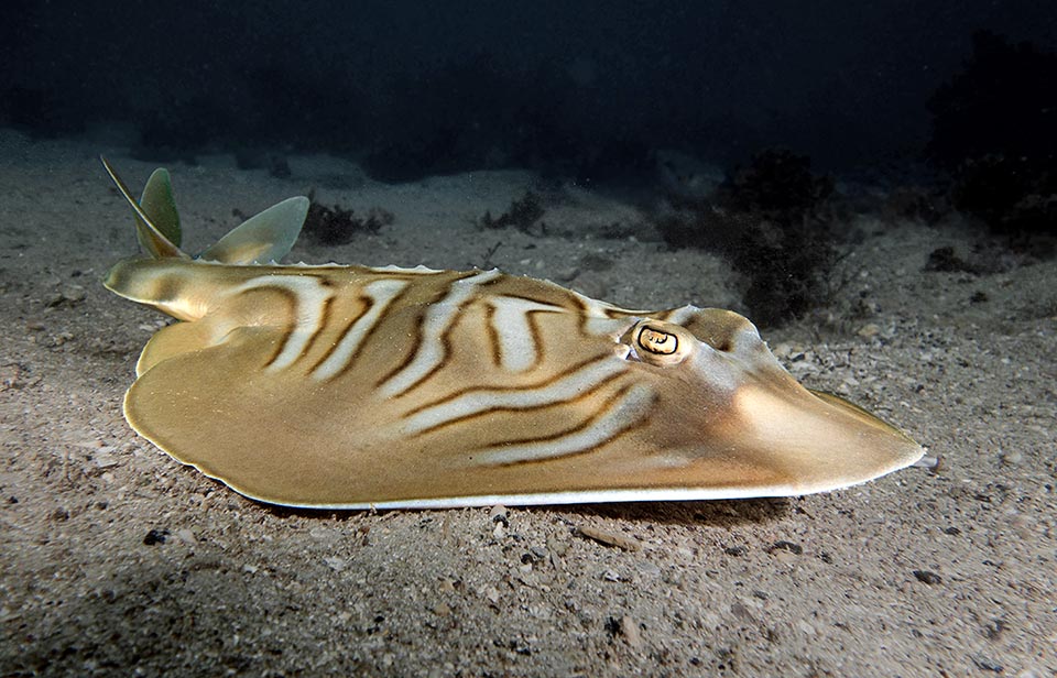 Enfin, parmi les plus belles des raies, voici Trygonorrhina fasciata, des côtes de l'est de l'Australie.