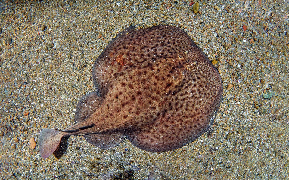 Torpedo marmorata, elle aussi présente en Méditerranée et dans l'Atlantique Est, se comporte de la même manière.