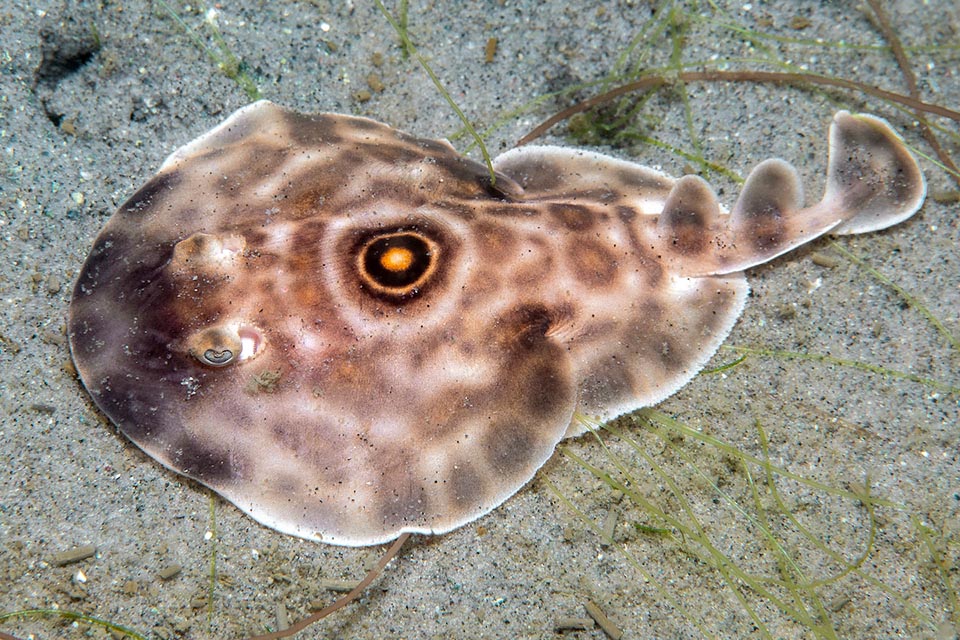 The ocellated electric ray or Bullseye electric ray (Diplobatis ommata) is an about 25 cm long fish hunting along the coasts of central-eastern Pacific.