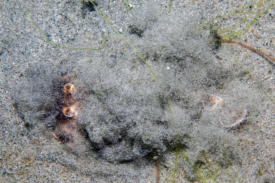 This Chondrichthyes rests during the day hidden under the sand, leaving the eyes protrude for ambushes to the passing-by shrimps. By night is more active and preys hopping on the pelvic fins.