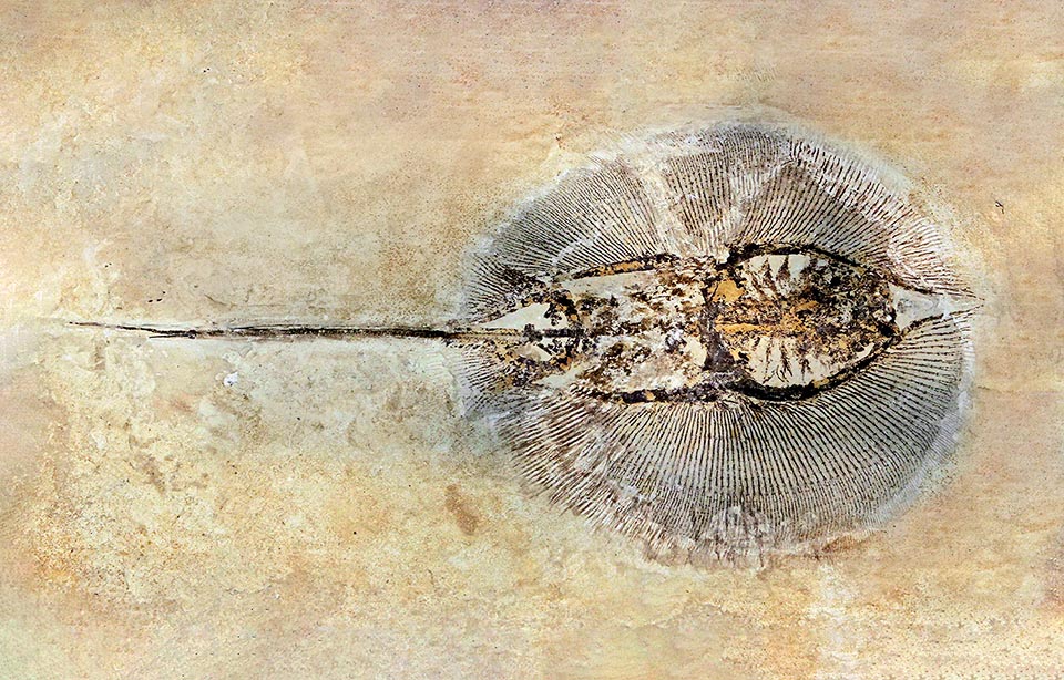 Asterotrygon maloneyi is a Chondrichthyes much more recent fossil race that lived in the Eocene, about 50 million years ago.