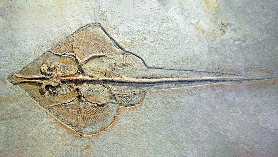 La storia evolutiva dei Chondrichthyes è di difficile ricostruzione per la carenza di resti fossili dovuta alla rapida dissoluzione del loro scheletro di cartilagine. I più antichi resti fossili che sono stati trovati risalgono al Devoniano, 450 milioni di anni fa. Qui un fossile di Belemnobatis sismondae, un Elasmobranchia del Giurassico superiore 