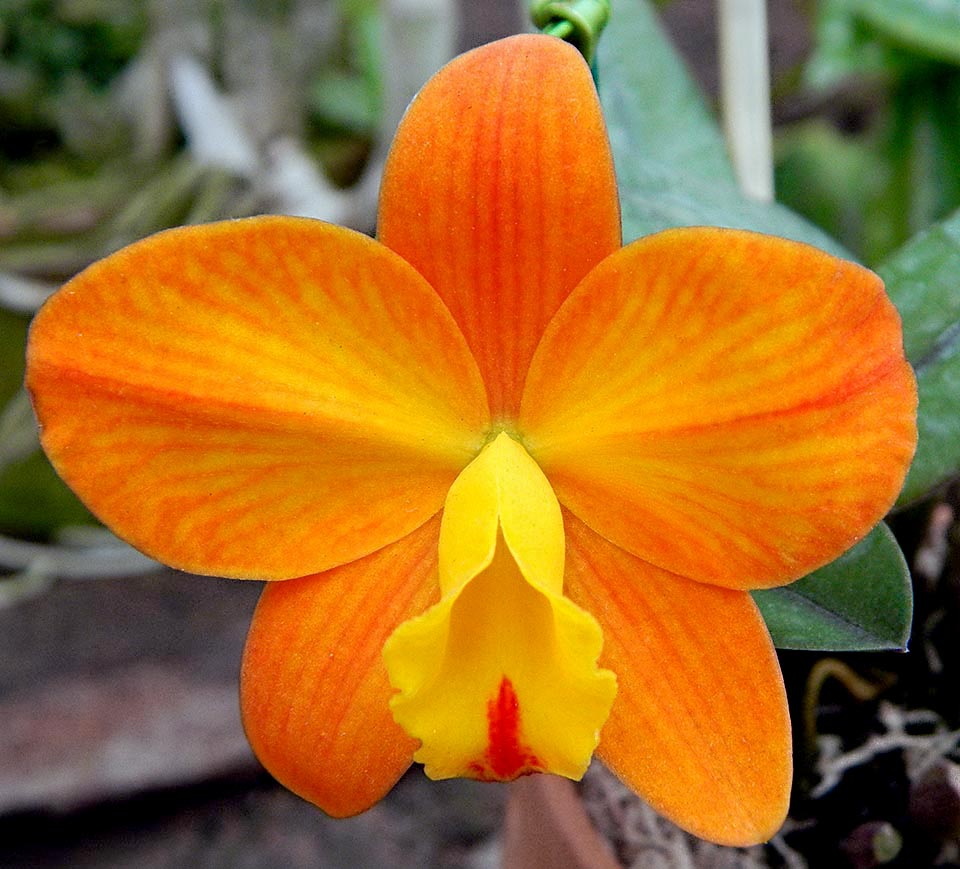 Cattleya coccinea hybride.