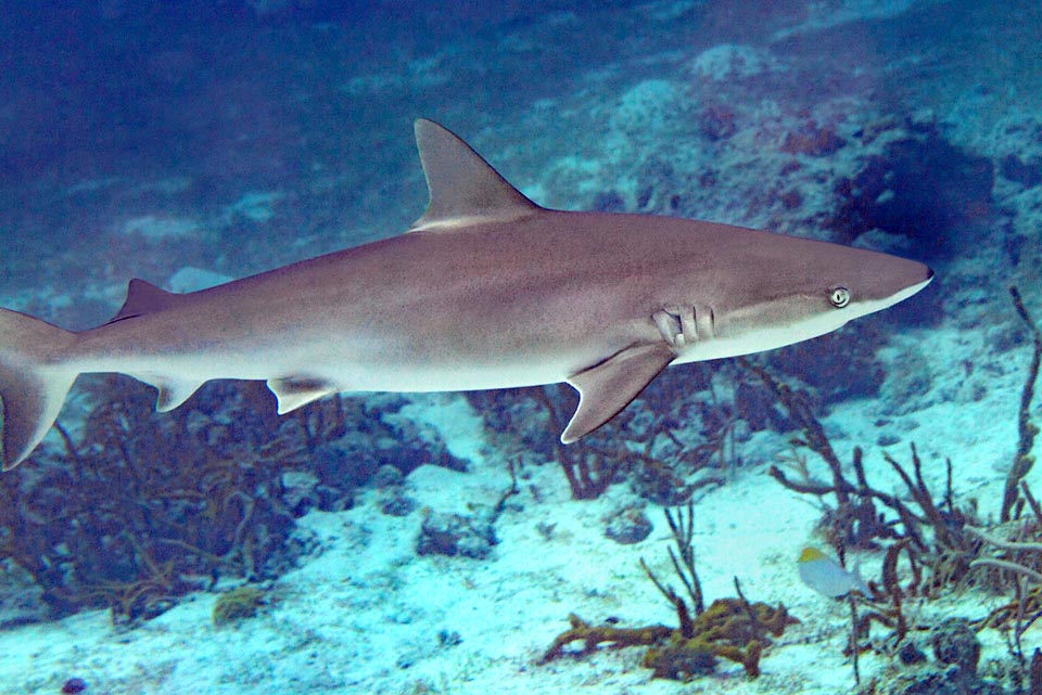 Carcharhinus acronotus es un pequeño cazón del Atlántico en peligro de extinción que tiene una típica mancha negra en la punta del hocico.