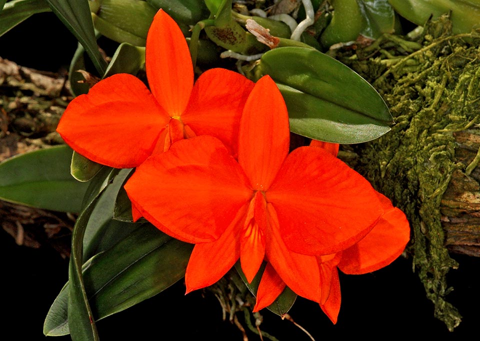 'Marsh Hollow' Cattleya coccinea is a clone spontaneously appeared in cultivation.